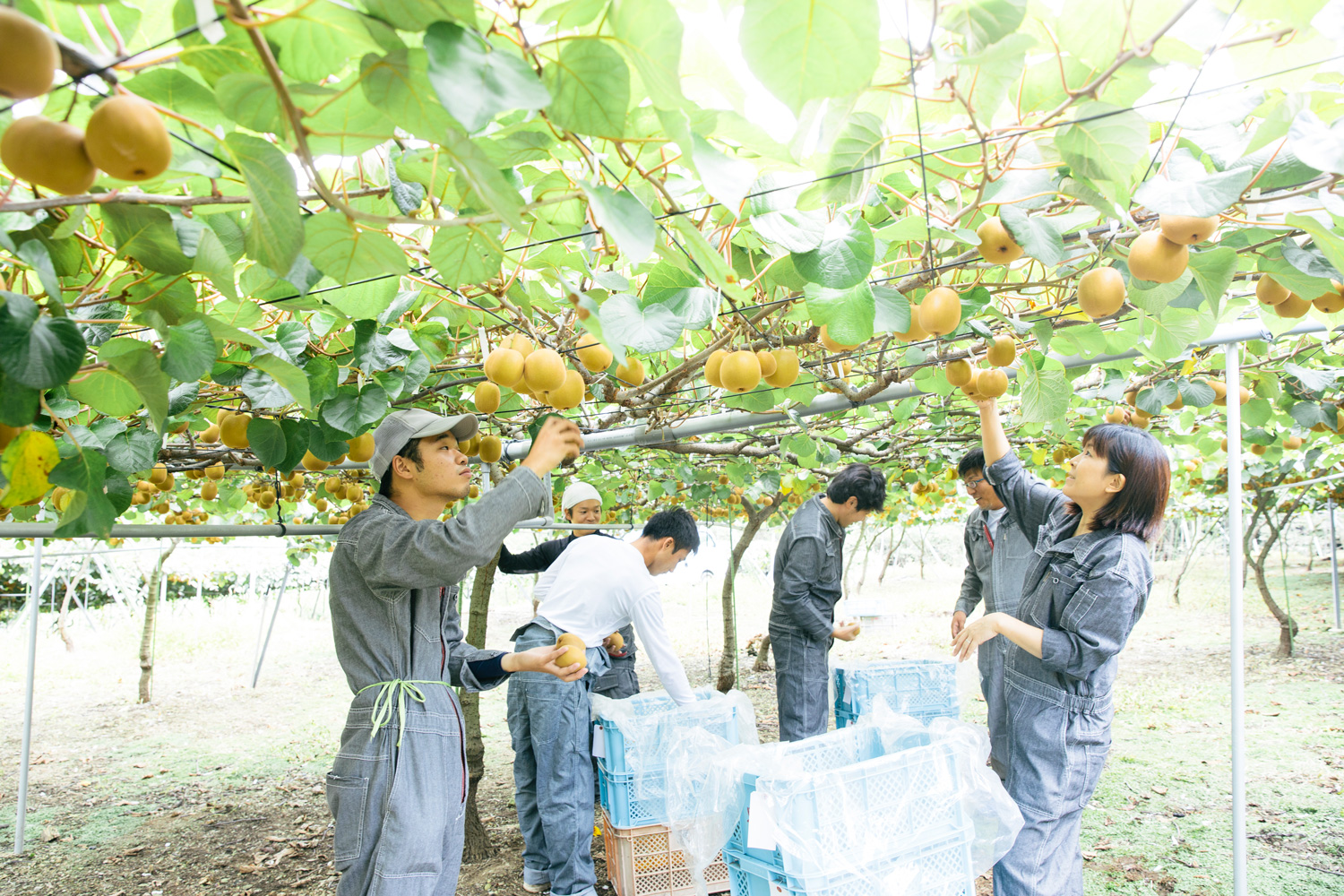 キウイバードについて 香川県産キウイフルーツ専作農家のキウイバード
